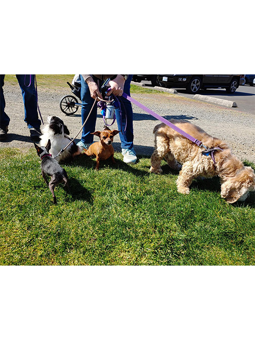 Dogs enjoying Peninsula Golf Course's dog-friendly fairways in Long Beach, WA