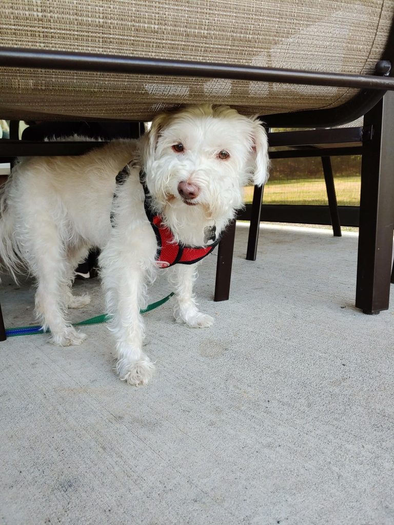 White terrier with red collar at Peninsula Golf Course's dog-friendly clubhouse