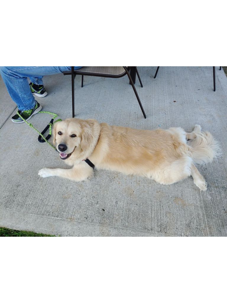 Relaxed dog resting on Peninsula Golf Course during round