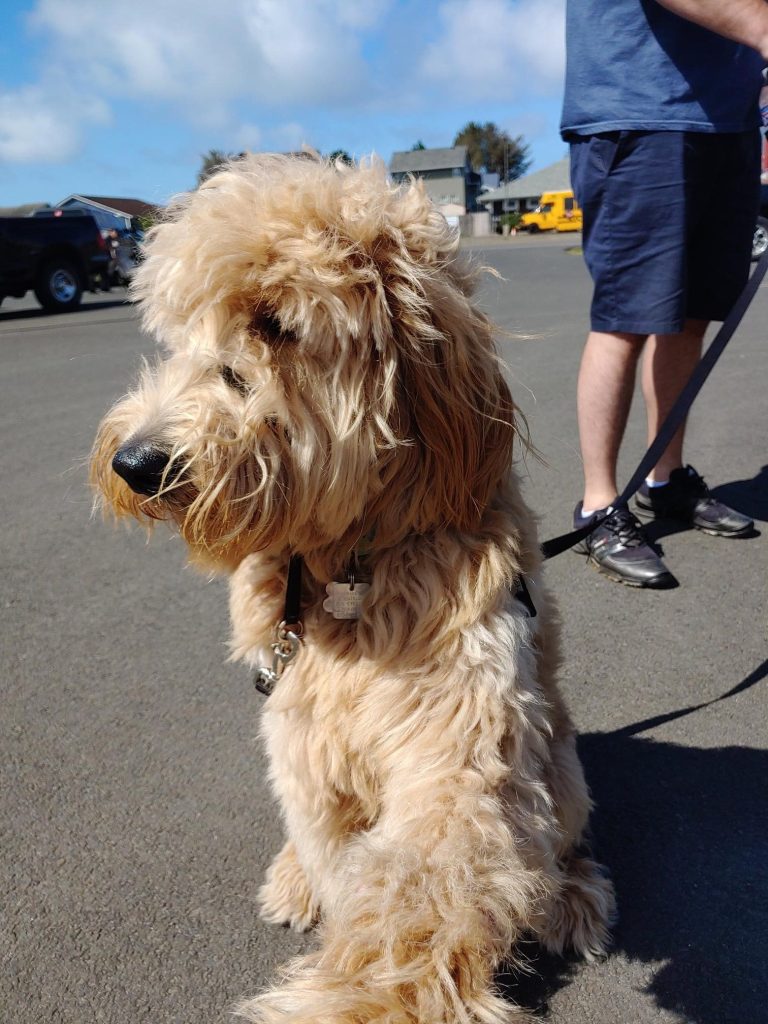 Doodle breed dog at Peninsula Golf Course enjoying dog-friendly amenities