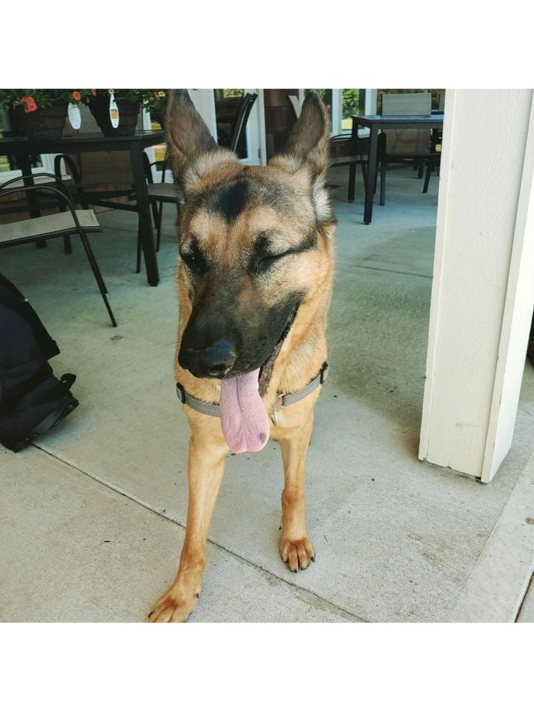 German Shepherd at The Cove Restaurant near Peninsula Golf Course