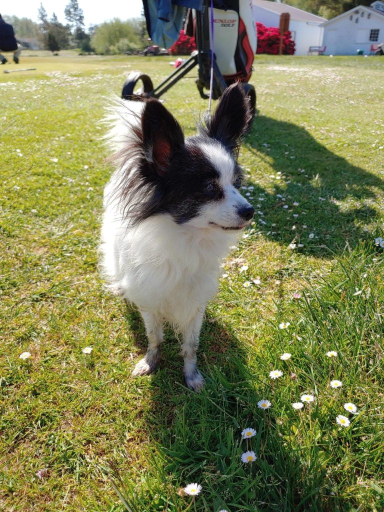 Black and white dog enjoying Peninsula Golf Course's dog-friendly fairways