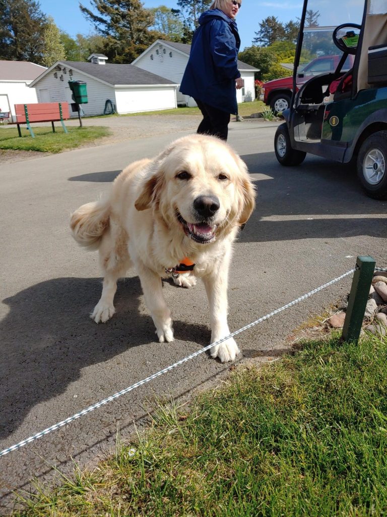 Golden retriever enjoying walk at Peninsula Golf Course in Long Beach
