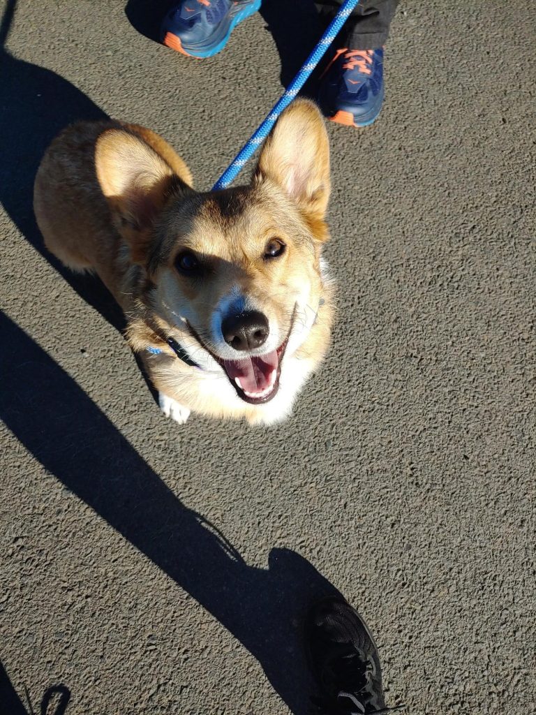 Happy dog smiling during round at dog-friendly Peninsula Golf Course