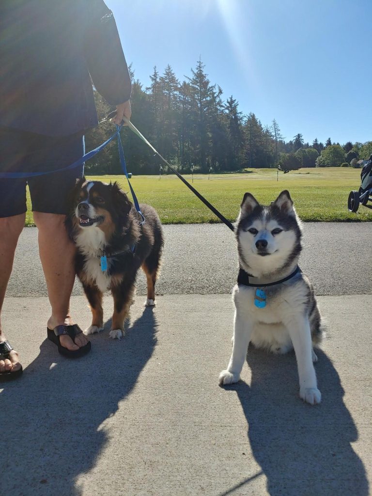 Dogs walking with owners on Peninsula Golf Course's dog-friendly fairways