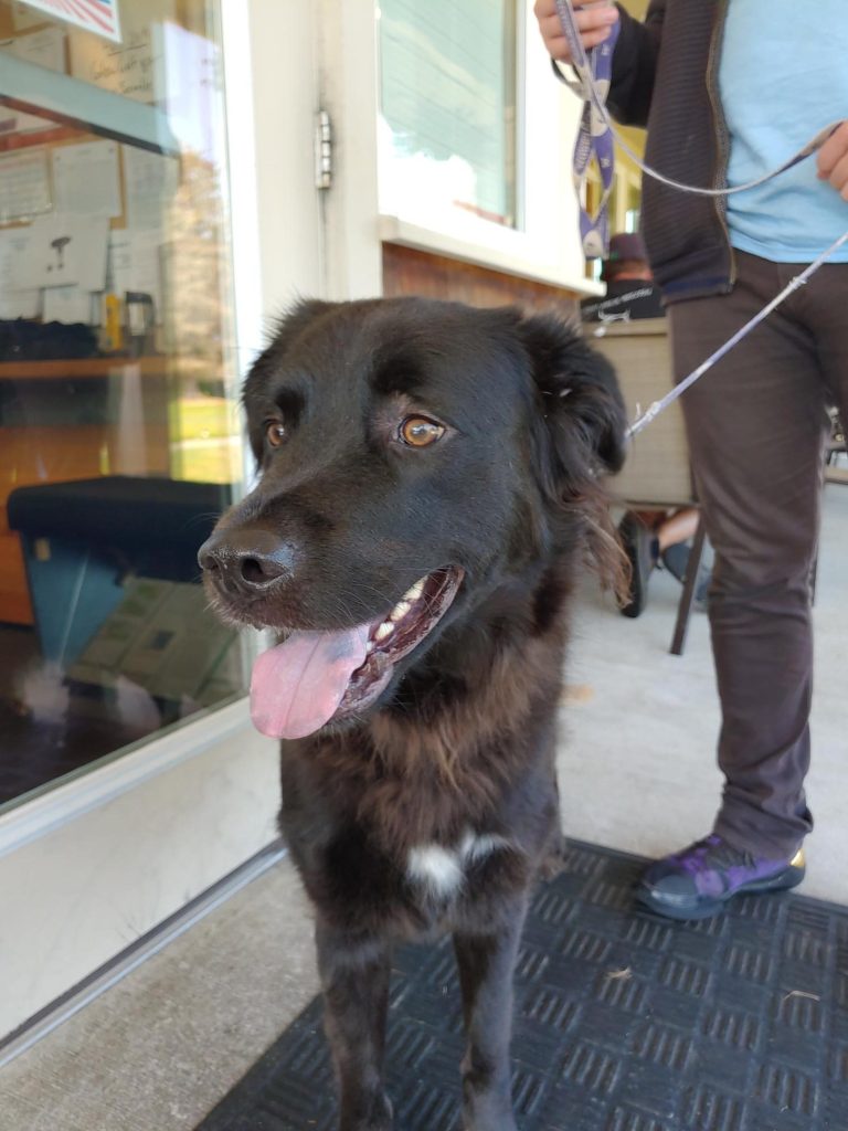 Smiling black dog enjoying Peninsula Golf Course in Long Beach, Washington