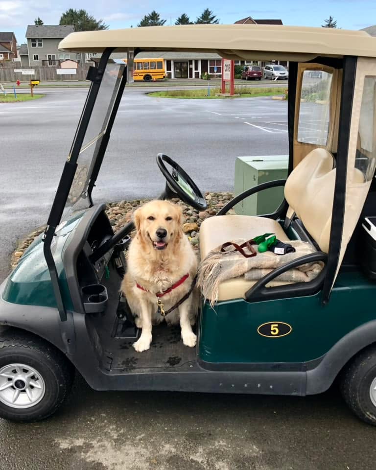 Golden retriever in driver's seat of golf cart at Peninsula Golf Course